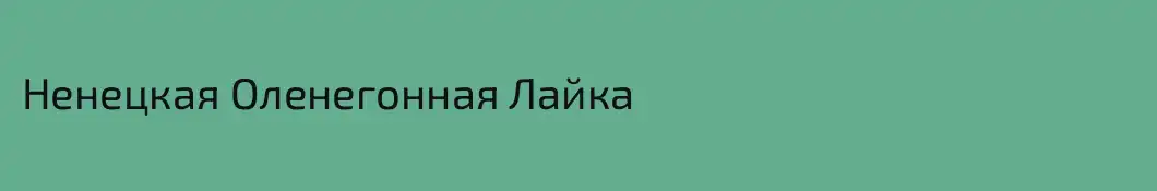 Ненецкая Оленегонная Лайка
